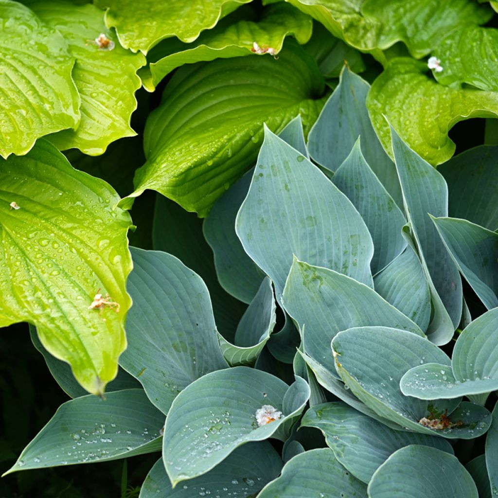 Hosta Blue Cadet