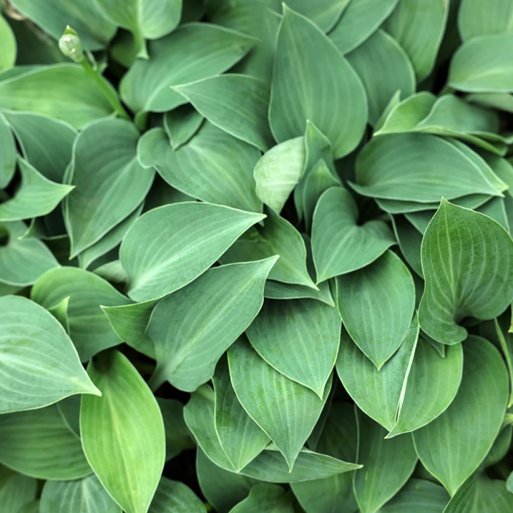 Hosta Blue Cadet