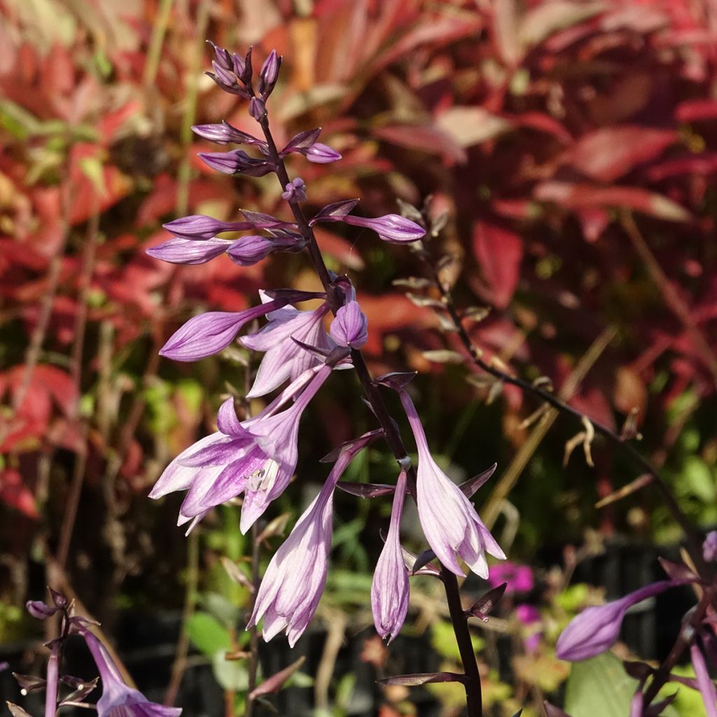 Hosta Red Ninja