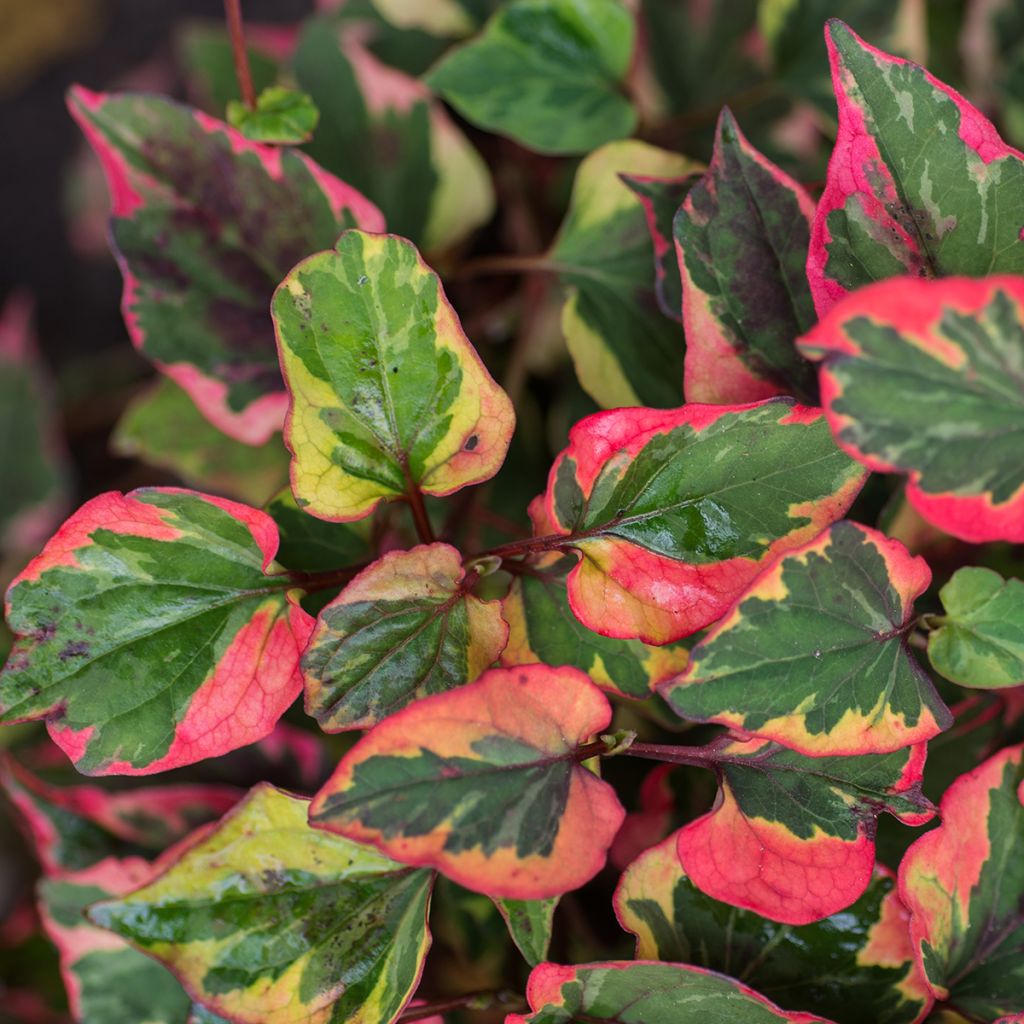 Houttuynia cordata Chameleon