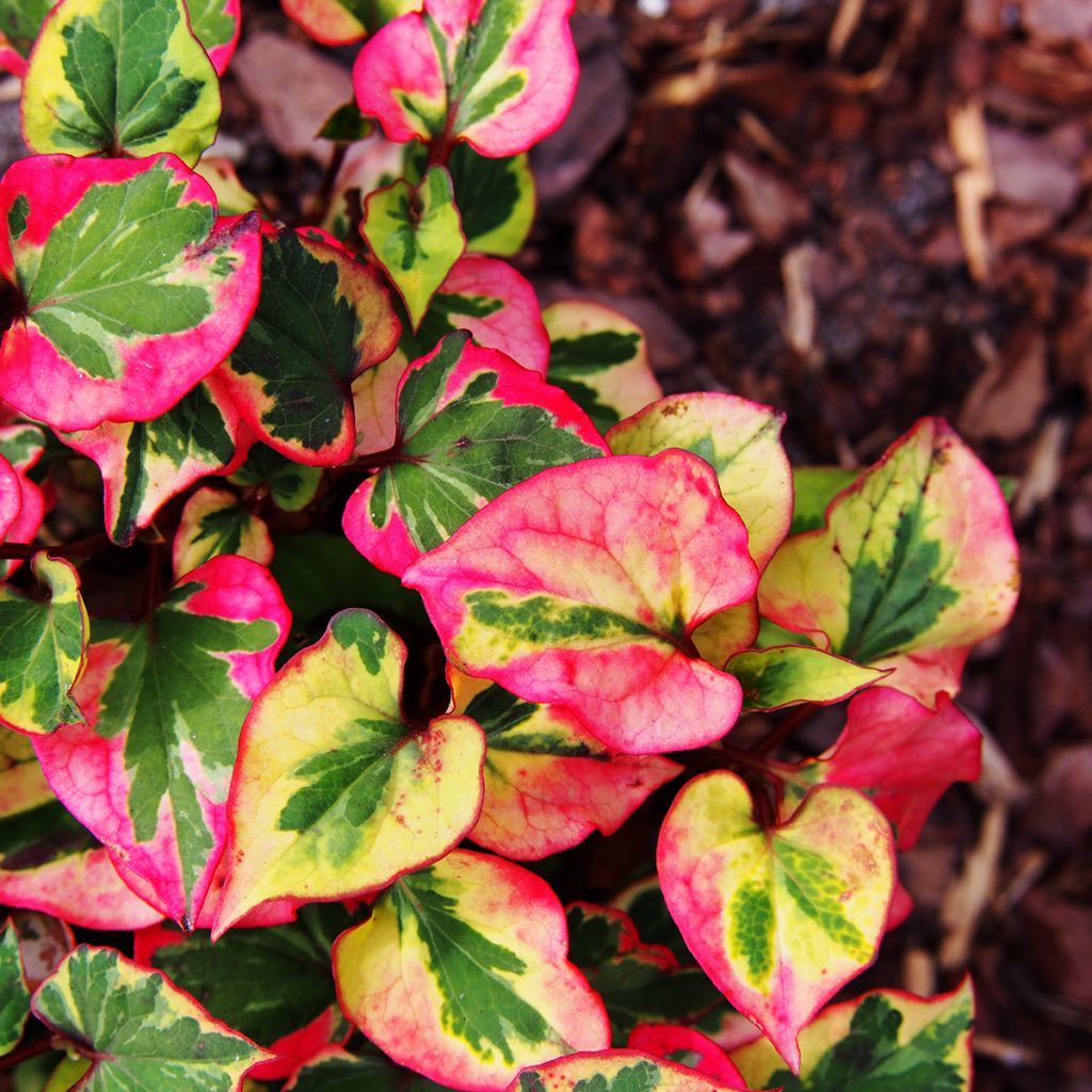 Houttuynia cordata Chameleon
