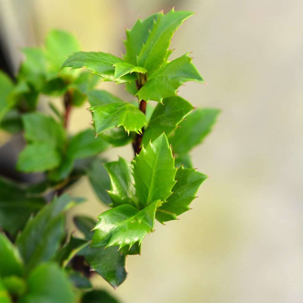 Houx américain- Ilex meserveae Blue Prince 