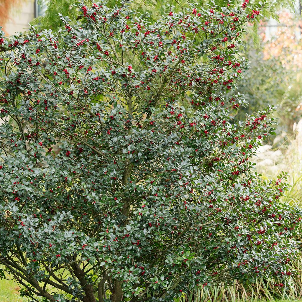Houx commun - Ilex aquifolium Alaska