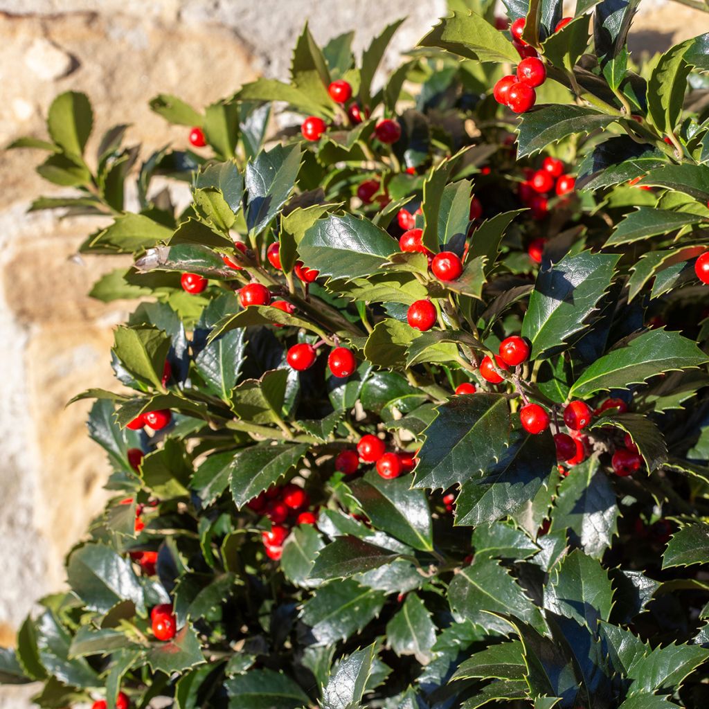 Houx commun - Ilex aquifolium Alaska
