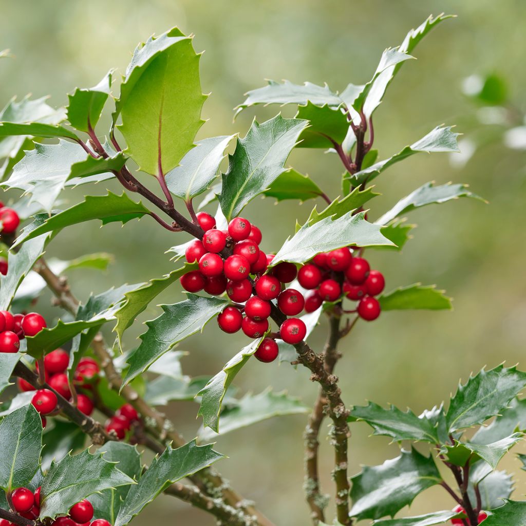Houx commun - Ilex aquifolium Alaska