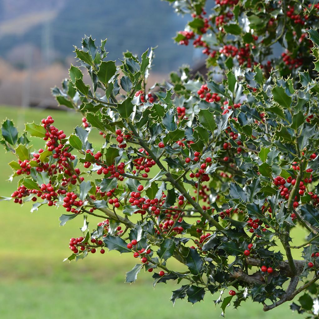 Houx commun - Ilex aquifolium