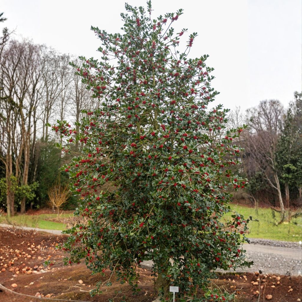 Houx commun - Ilex aquifolium
