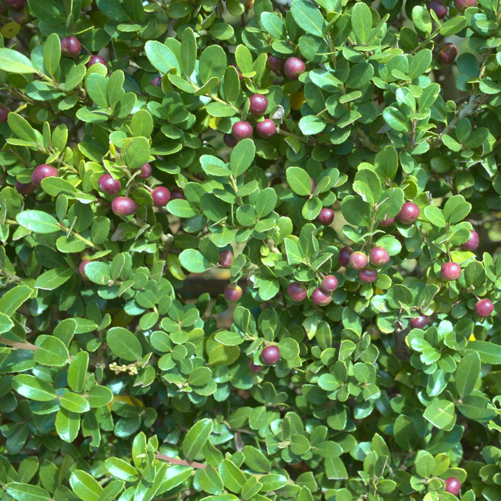 Houx crénelé - Ilex crenata Green Hedge