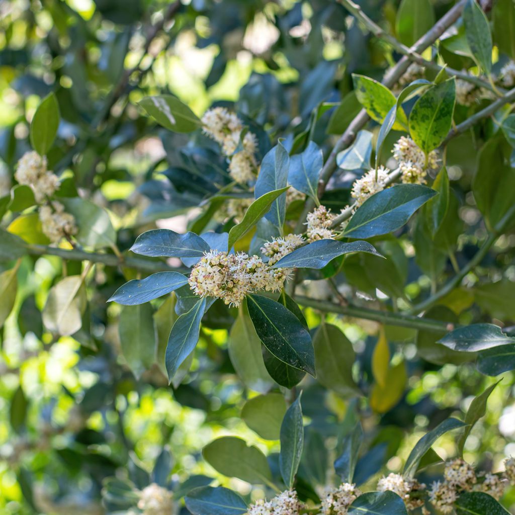 Houx d'ornement - Ilex Nellie R. Stevens