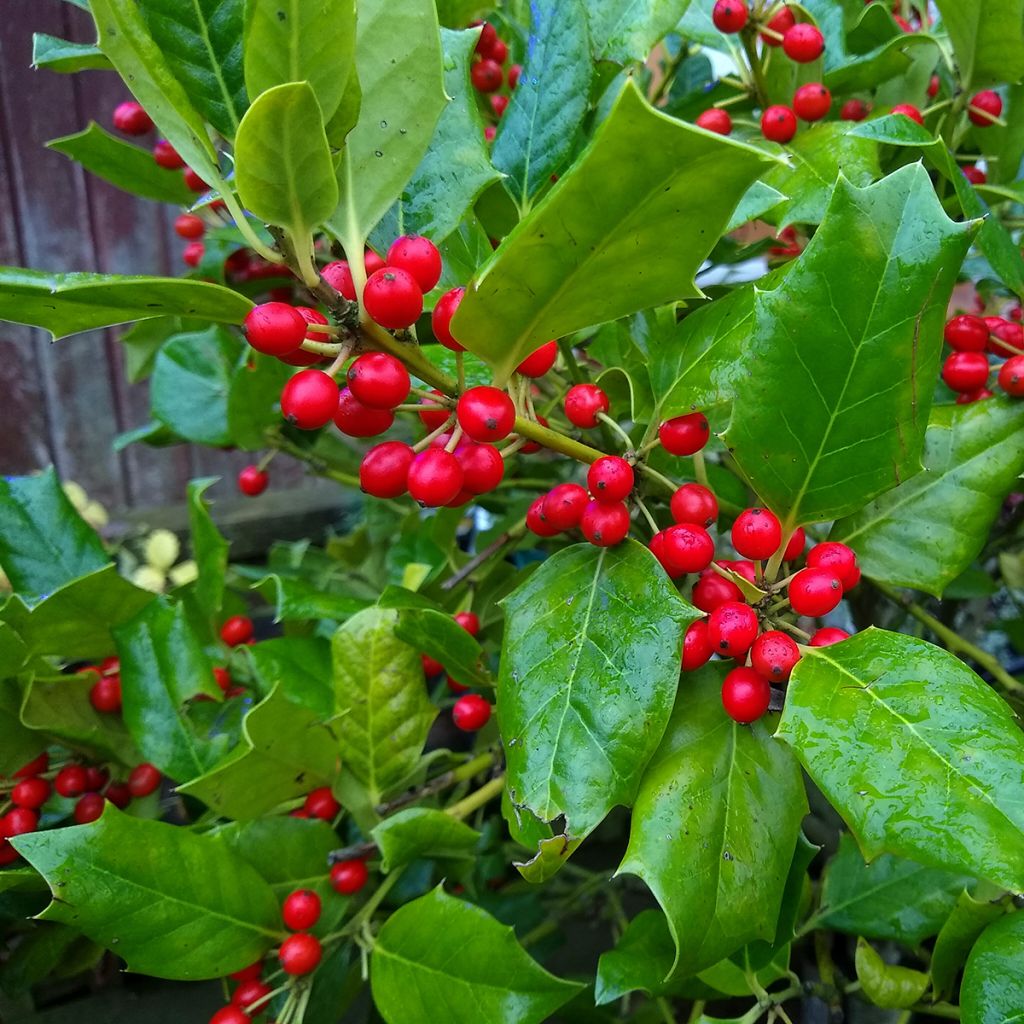 Houx d'ornement - Ilex Nellie R. Stevens