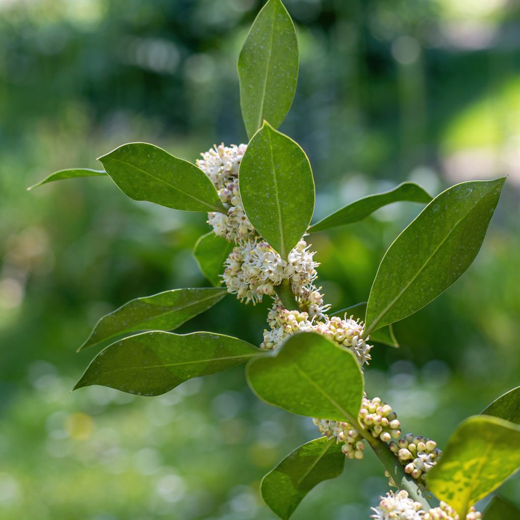 Houx d'ornement - Ilex Nellie R. Stevens