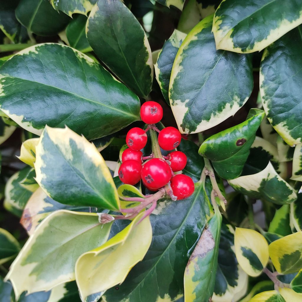Houx panaché - Ilex Golden King