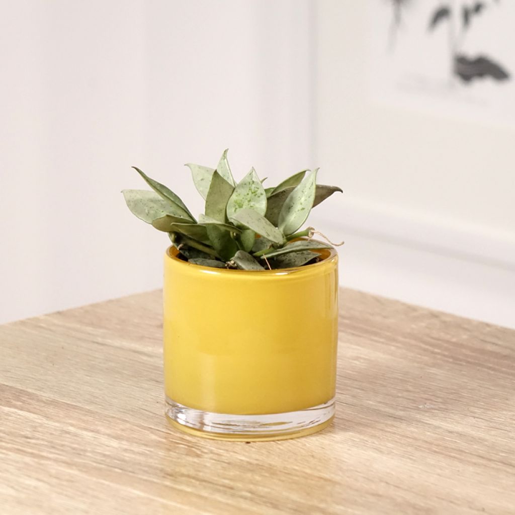 Hoya Eskimo - Fleur de porcelaine