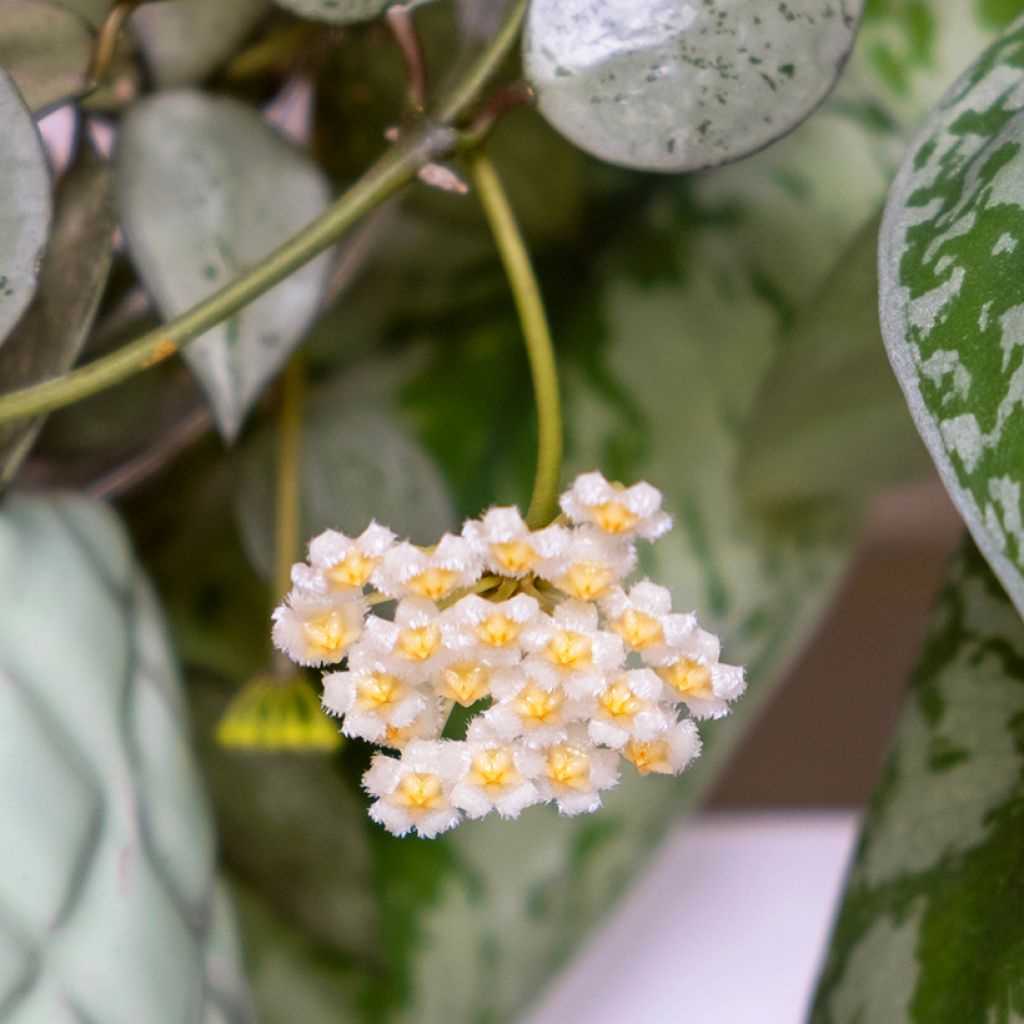 Hoya Eskimo - Fleur de porcelaine