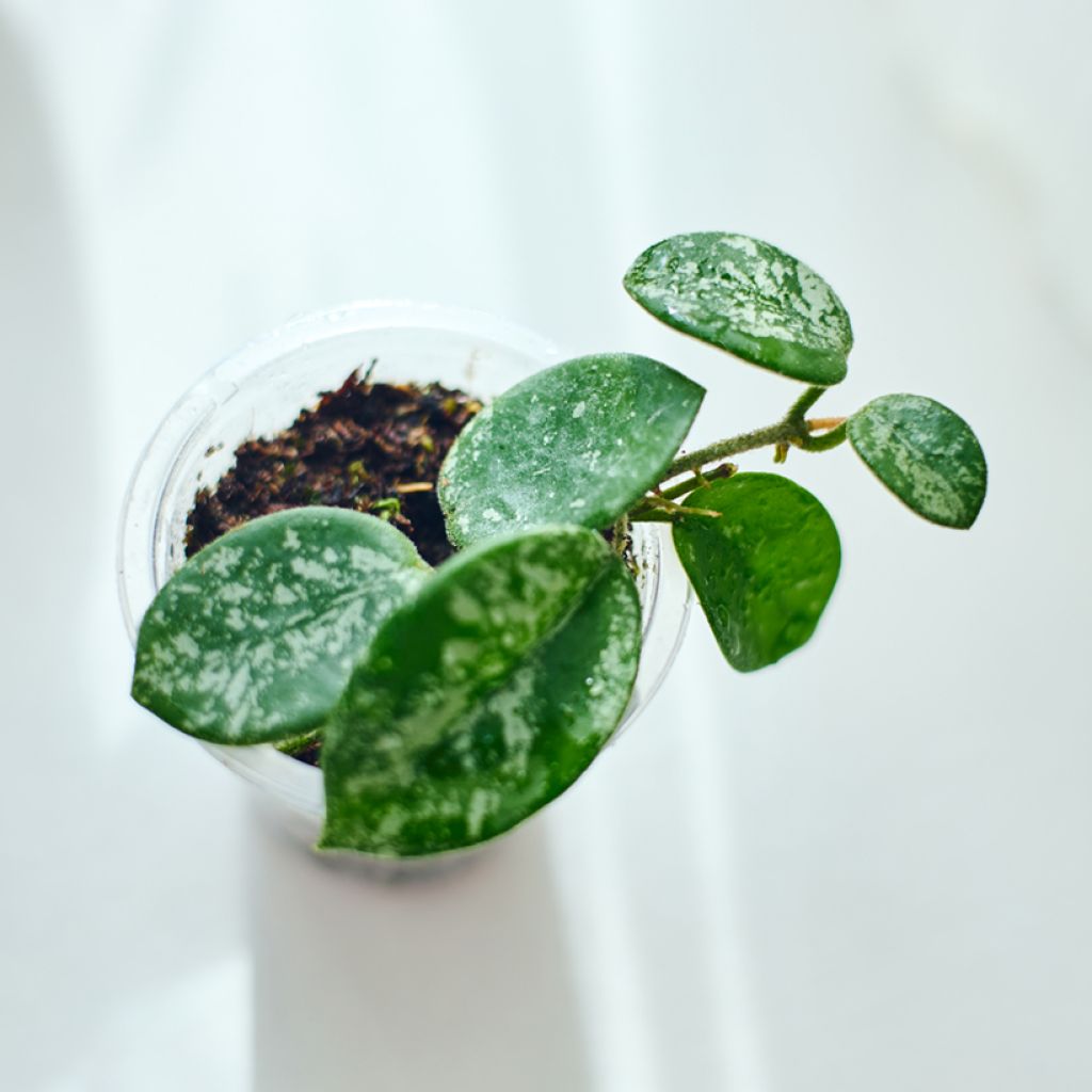 Hoya Mathilde Splash - Fleur de porcelaine