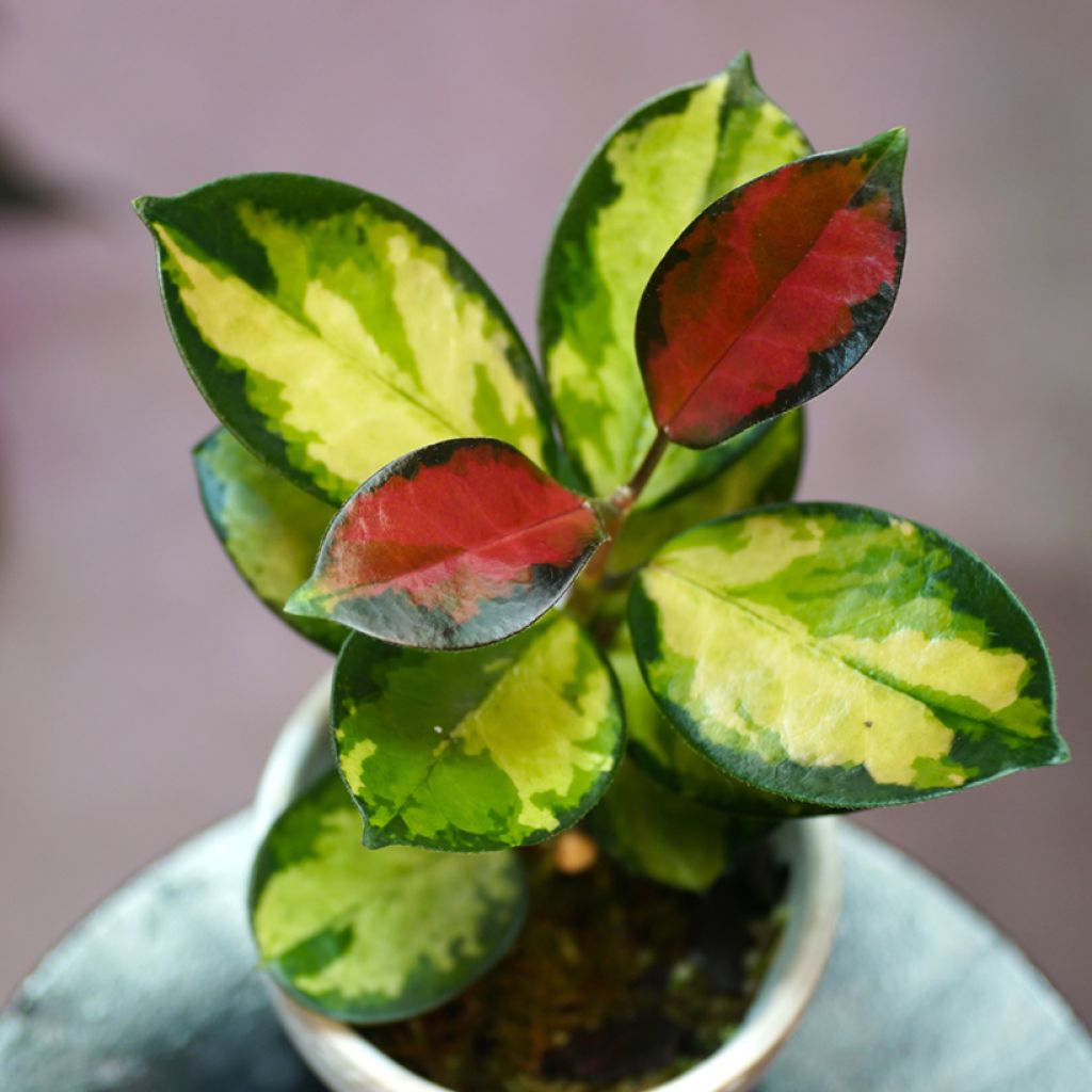 Hoya australis Tricolor - Fleur de porcelaine