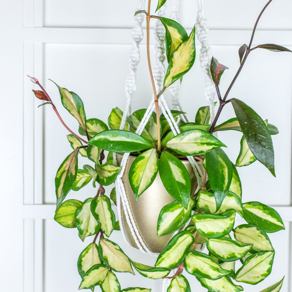 Hoya carnosa Tricolor - Fleur de porcelaine