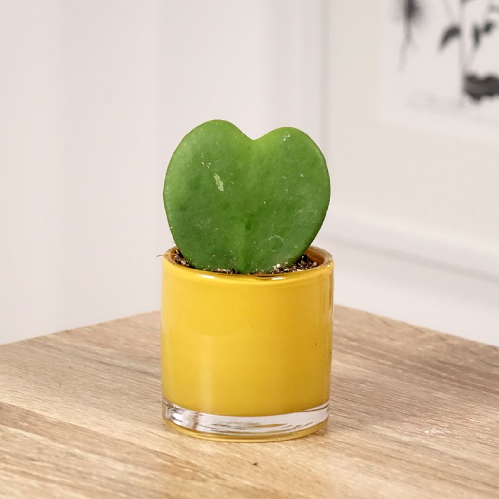 Hoya kerrii - Plante-coeur