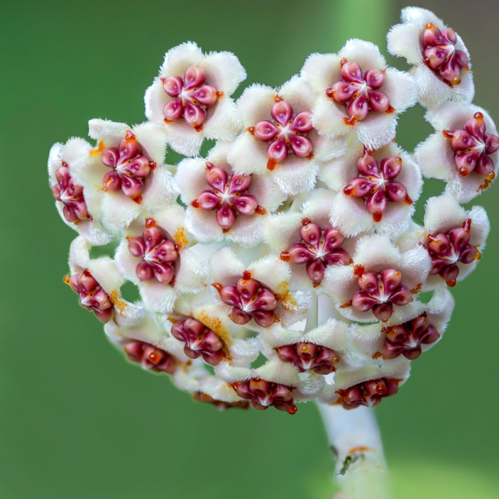 Hoya kerrii - Plante-coeur