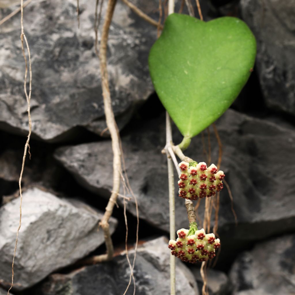 Hoya kerrii - Plante-coeur