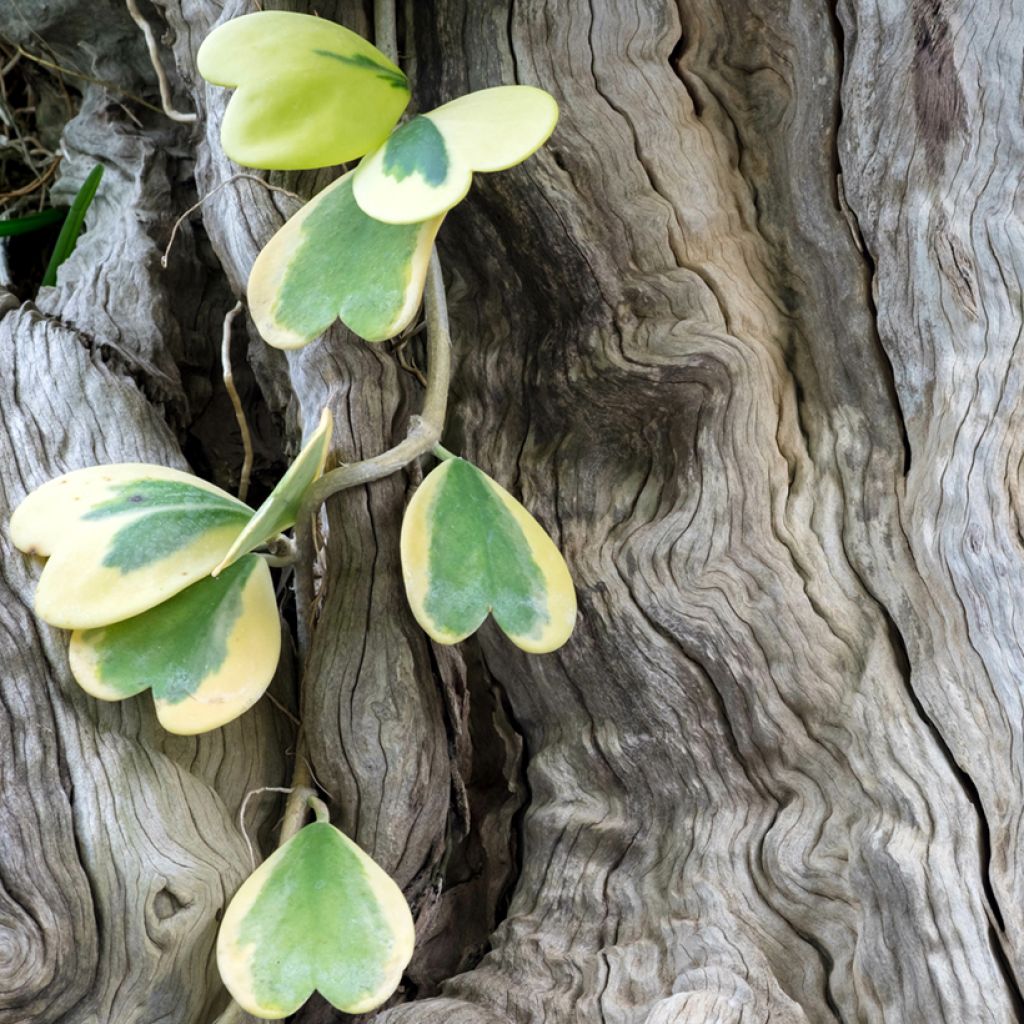 Hoya kerrii Variegata - Plante-coeur panachée