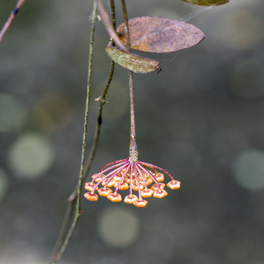 Hoya sigillatis - Fleur de porcelaine