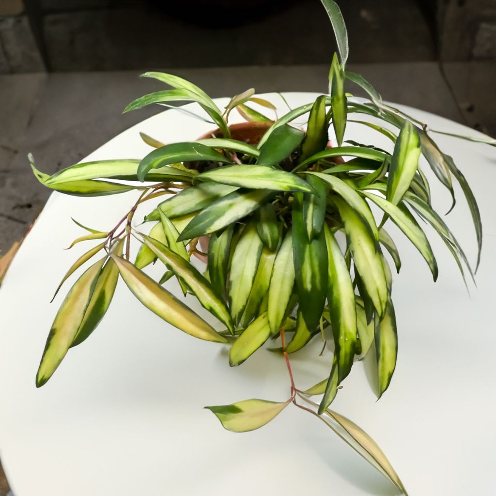 Hoya wayetii Tricolor - Fleur de porcelaine