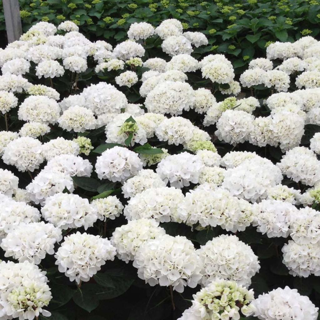 Hortensia - Hydrangea macrophylla Choco Pur® 