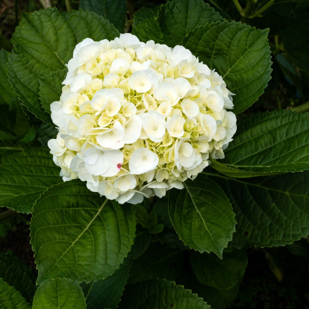 Hortensia - Hydrangea macrophylla Wudu