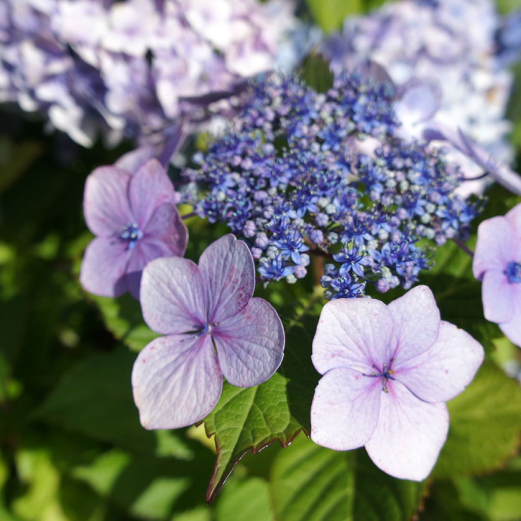 Hortensia - Hydrangea macrophylla Blue wave