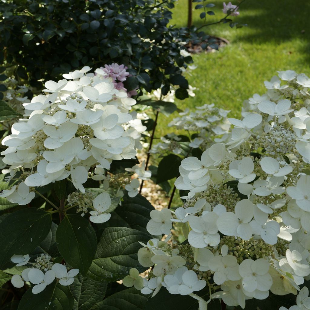Hydrangea paniculata Bombshell - Hortensia paniculé