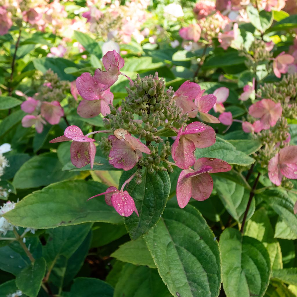 Hydrangea paniculata Bombshell - Hortensia paniculé