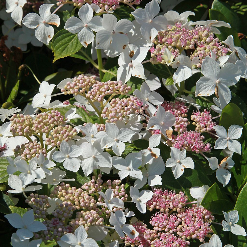 Hydrangea paniculata Confetti - Hortensia paniculé