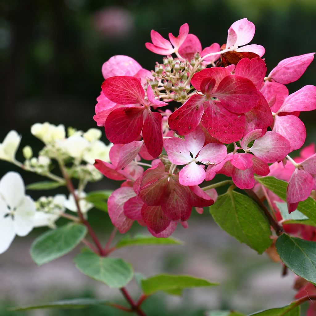 Hydrangea paniculata Diamant Rouge - Hortensia paniculé