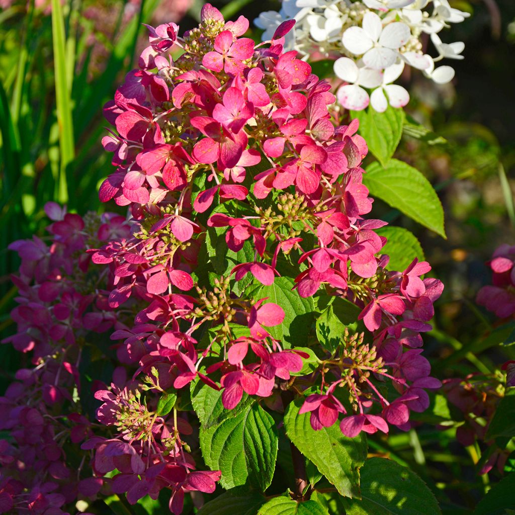 Hydrangea paniculata Diamant Rouge - Hortensia paniculé