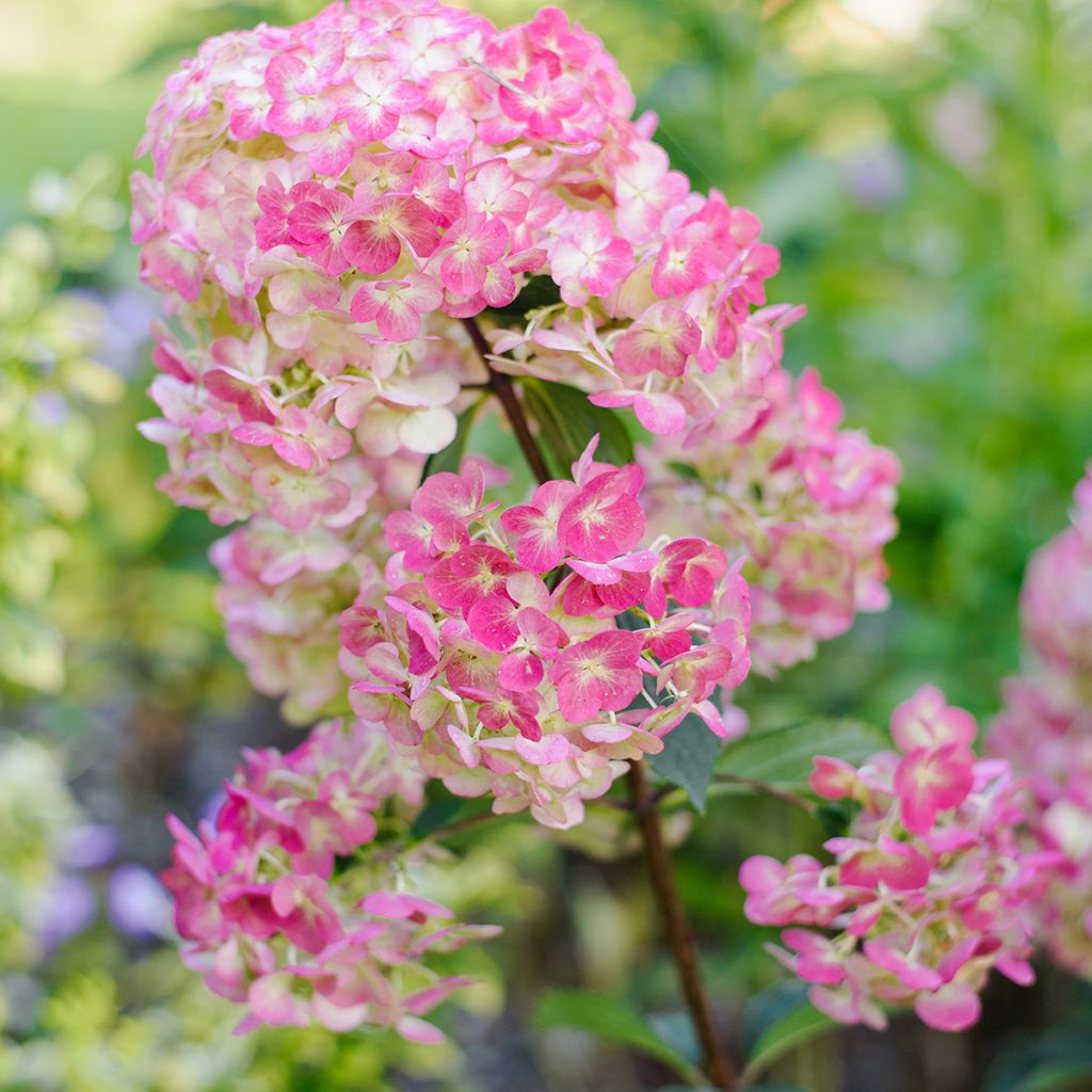 Hydrangea paniculata Framboisine  - Hortensia paniculé
