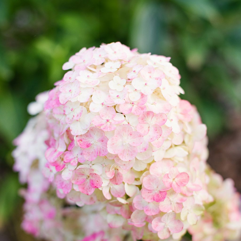 Hydrangea paniculata Framboisine  - Hortensia paniculé