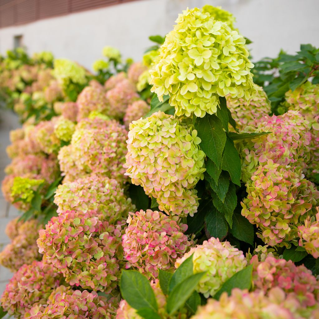 Hydrangea paniculata Graffiti - Hortensia paniculé