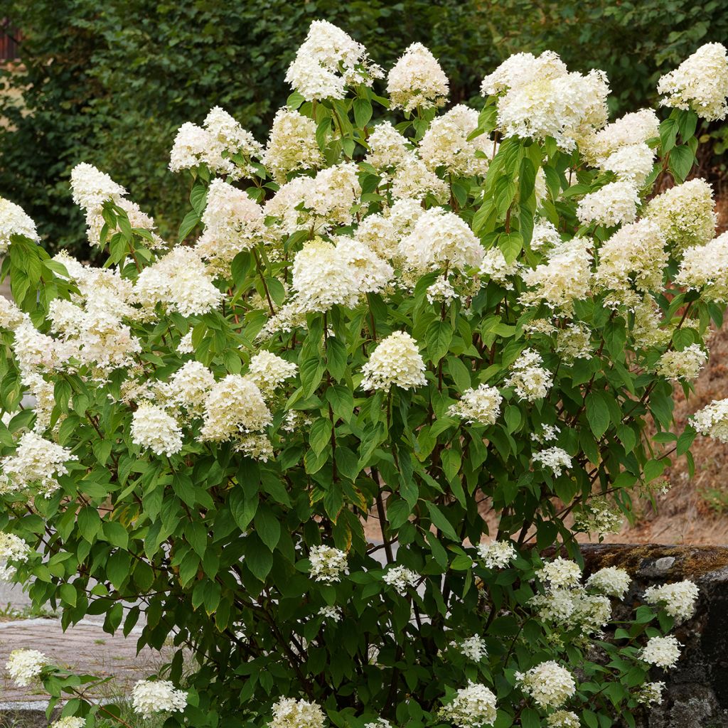 Hydrangea paniculata Grandiflora - Hortensia paniculé