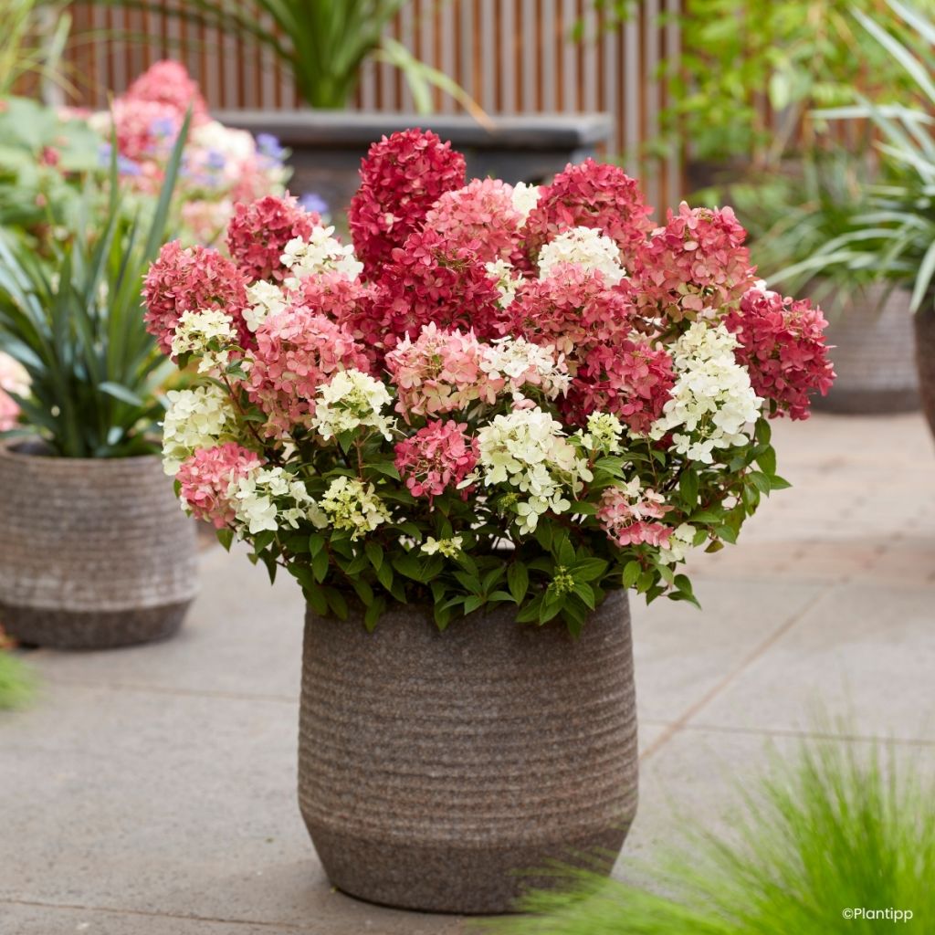 Hydrangea paniculata Groundbreaker Ruby - Hortensia paniculé nain