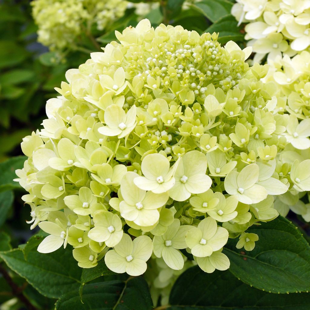 Hydrangea paniculata Little Lime - Hortensia paniculé