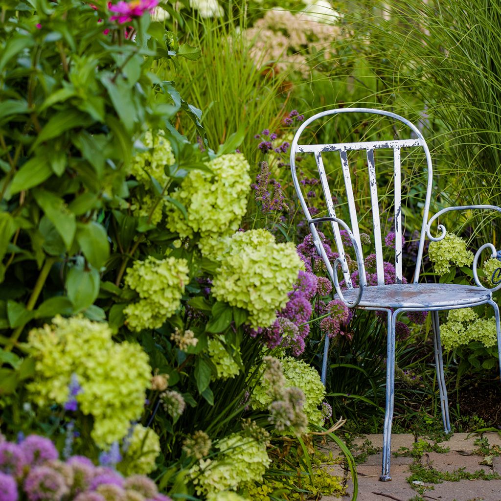 Hydrangea paniculata Little Lime - Hortensia paniculé