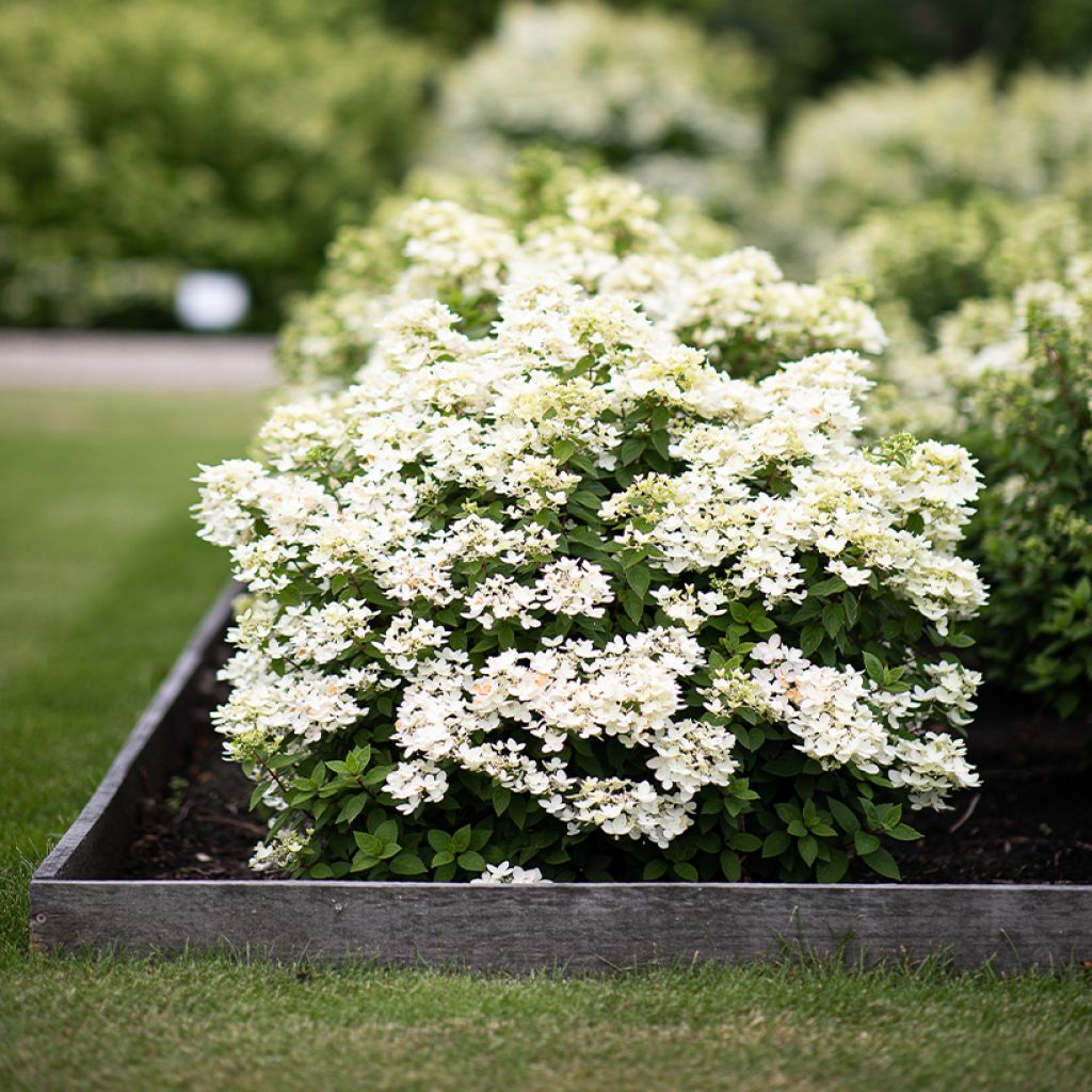 Hydrangea paniculata Living Touch of Pink - Hortensia paniculé