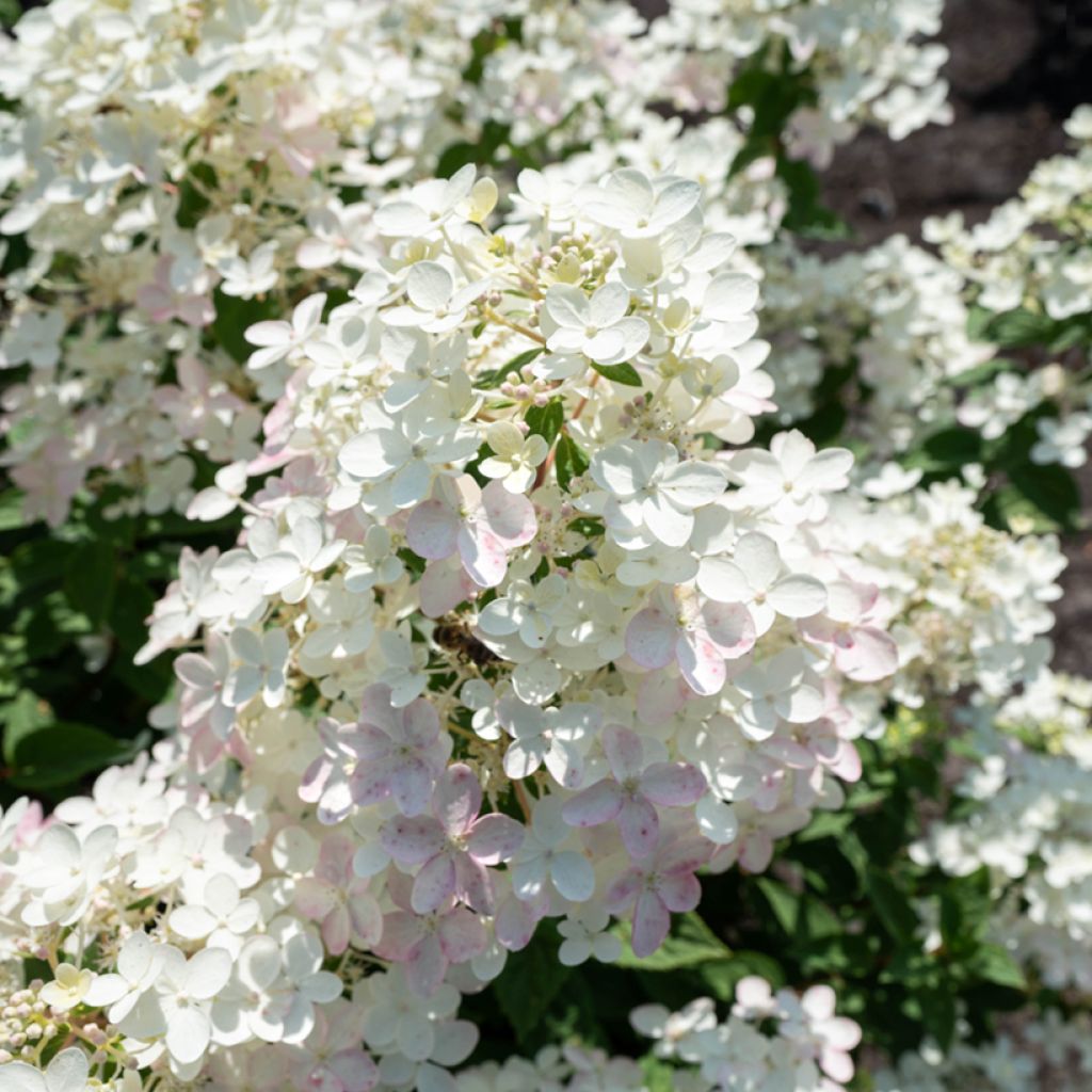 Hydrangea paniculata Living Touch of Pink - Hortensia paniculé