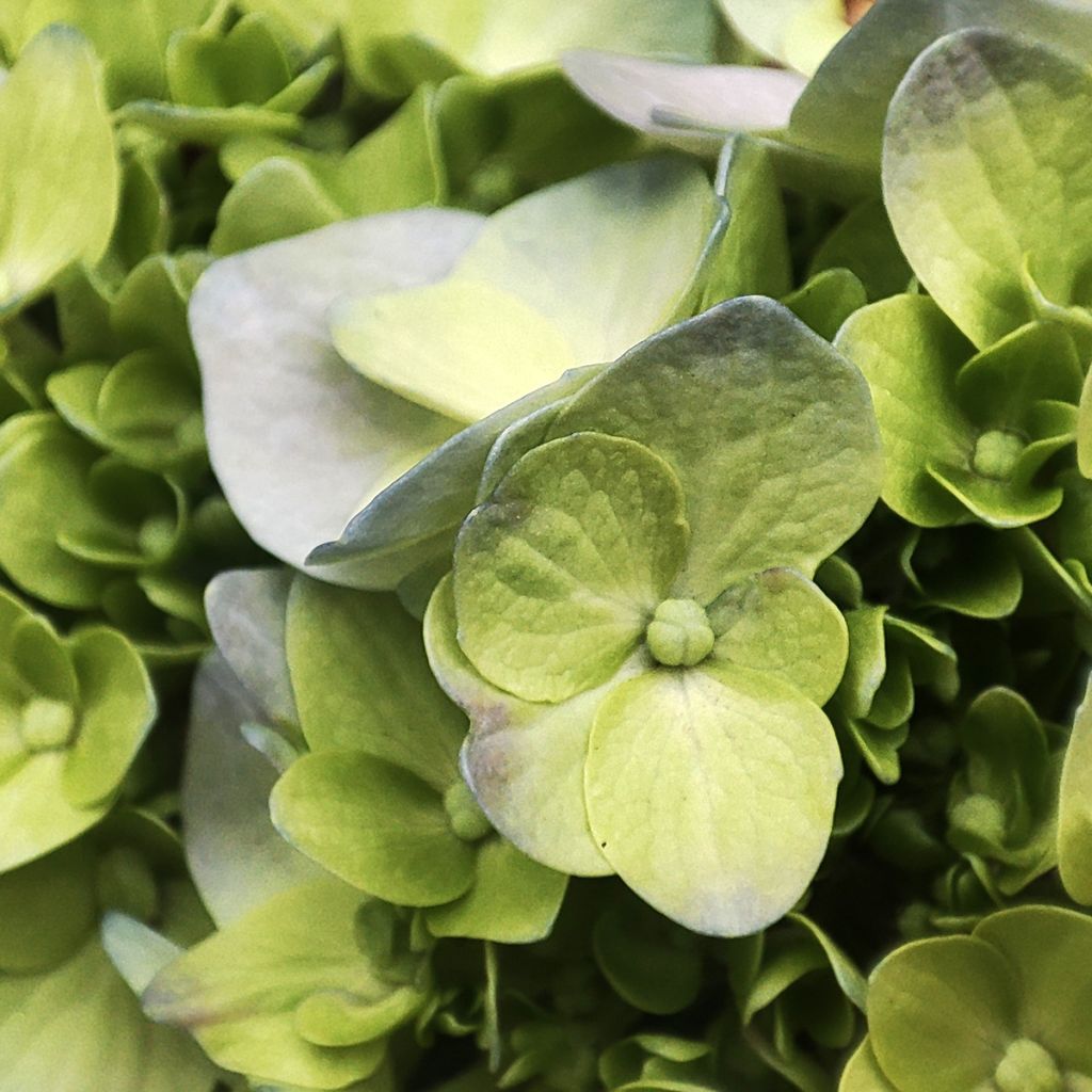 Hydrangea paniculata Mojito - Hortensia paniculé