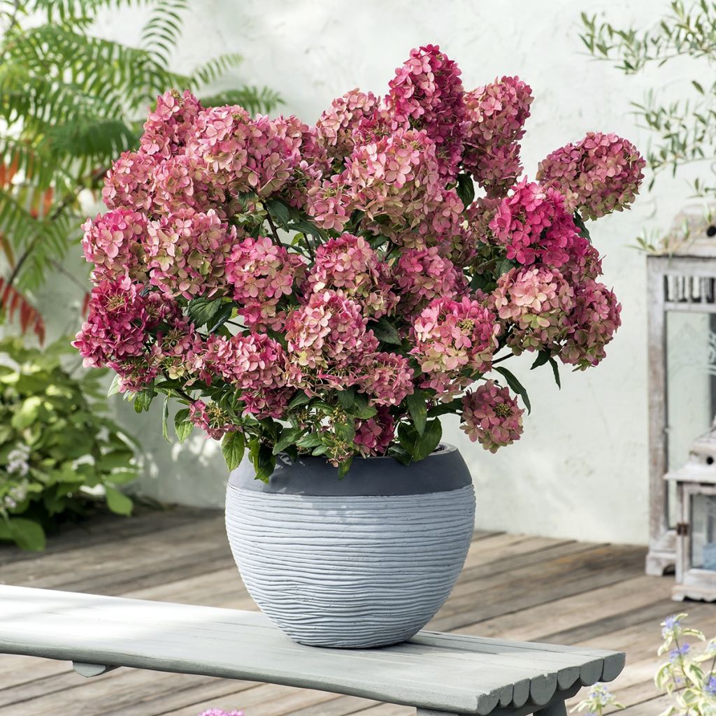 Hortensia paniculé Petite Star - Hydrangea paniculata