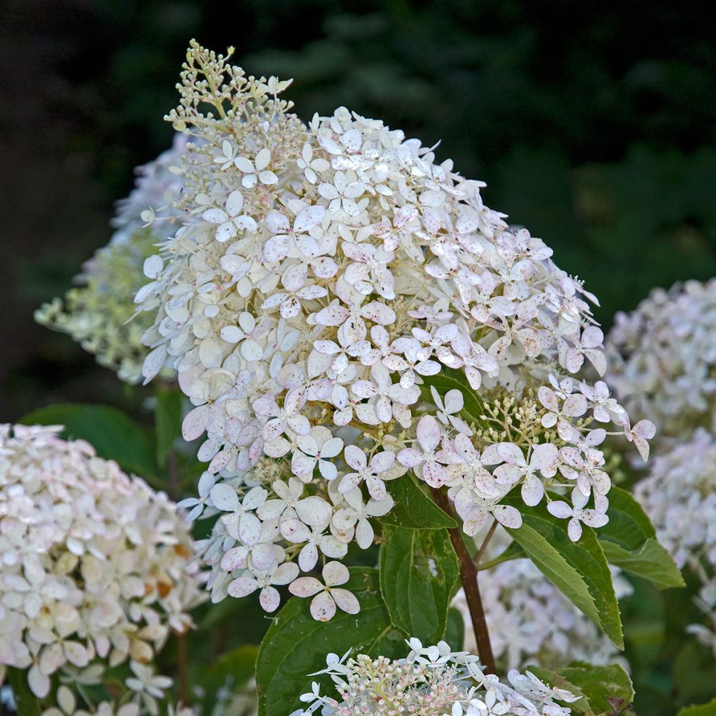 Hydrangea paniculata Phantom - Hortensia paniculé