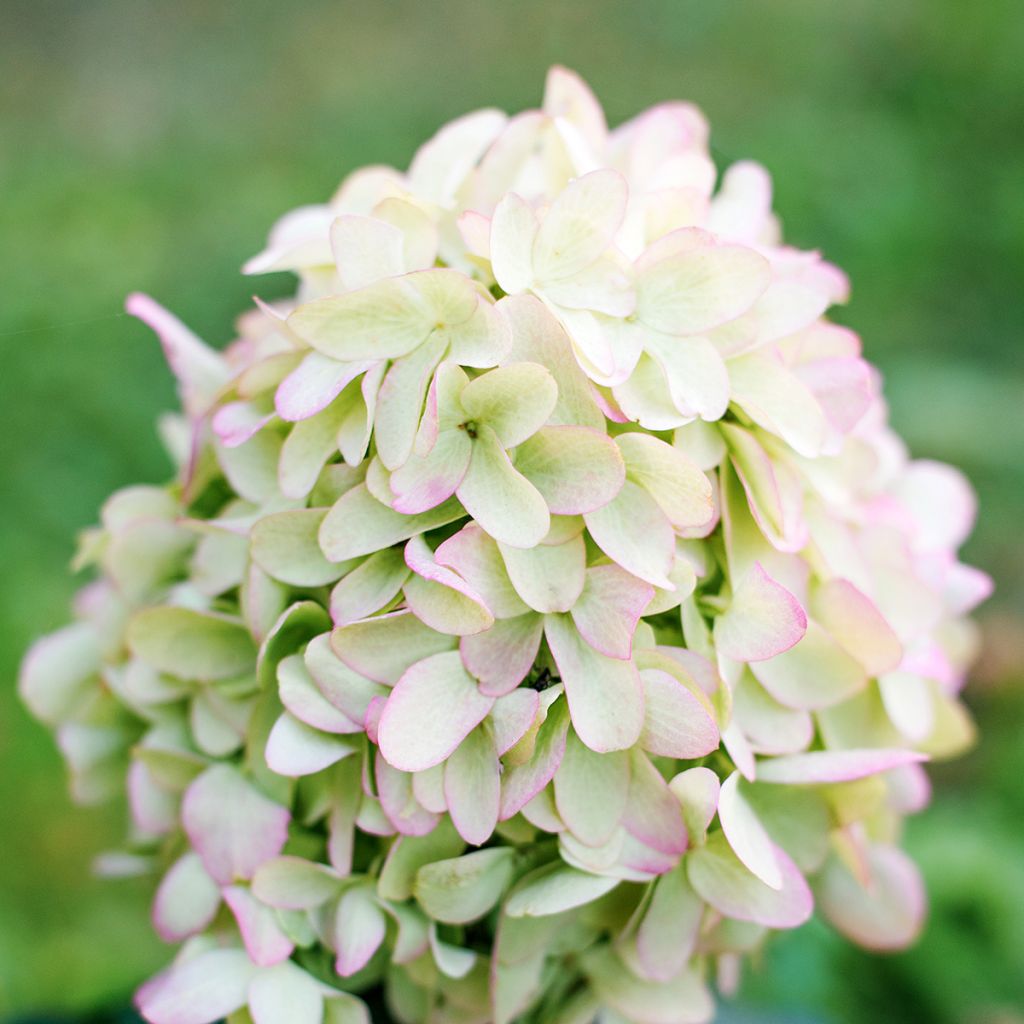 Hydrangea paniculata Skyfall - Hortensia paniculé