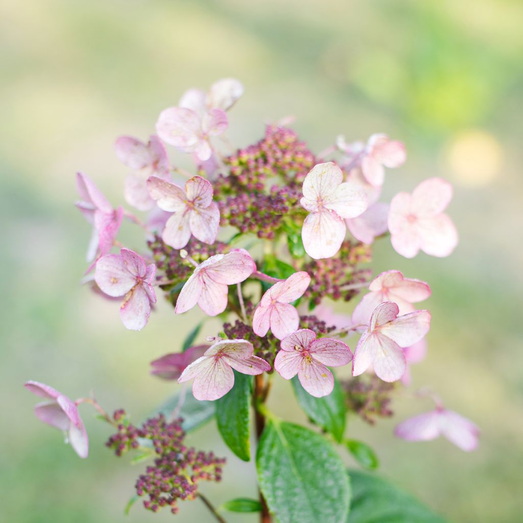Hydrangea paniculata Wim's Red - Hortensia paniculé