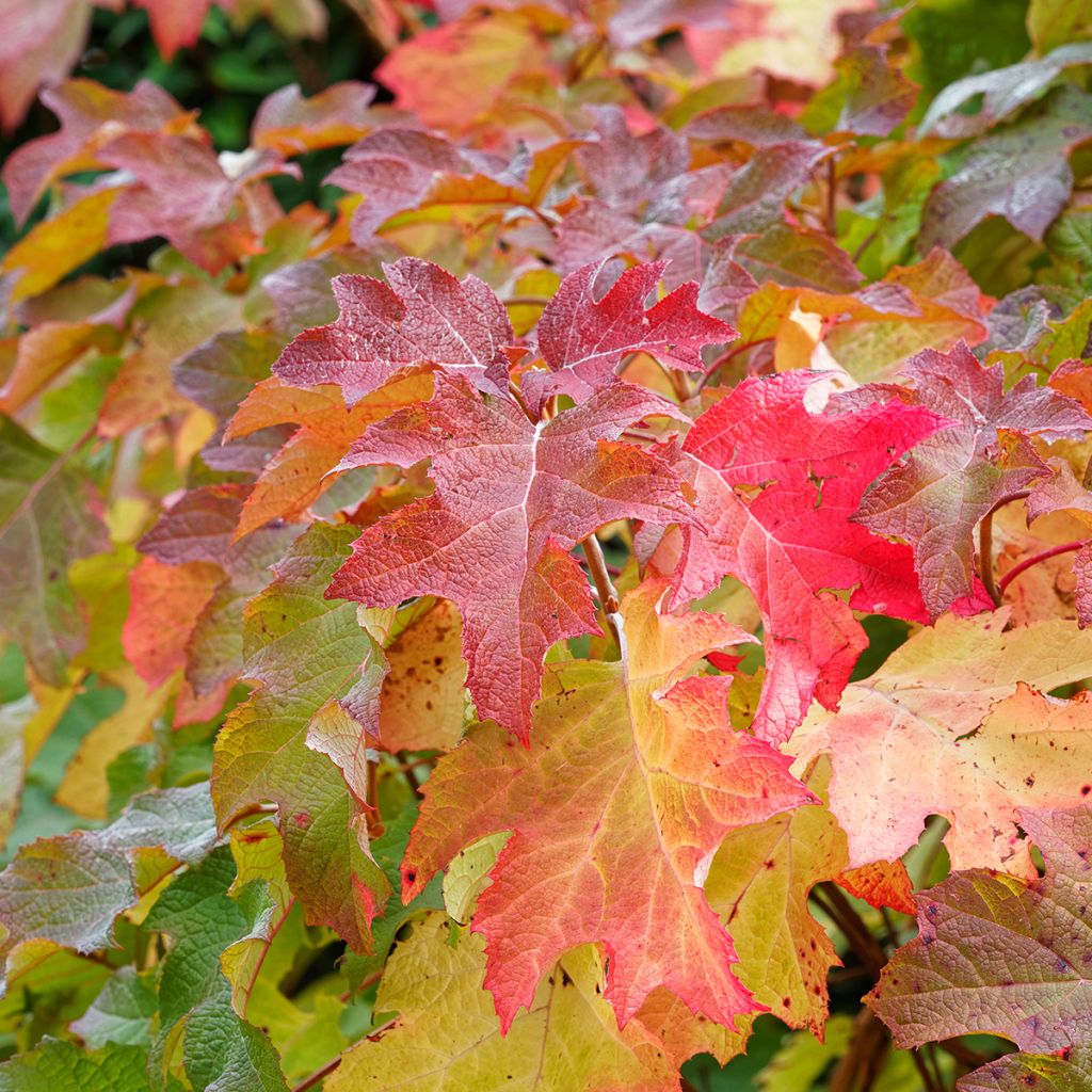 Hydrangea quercifolia Alice - Hortensia à feuilles de chêne